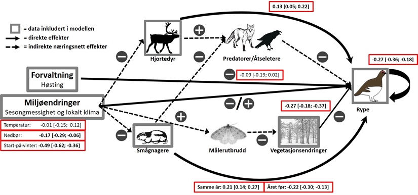 COAT predicted an increase in ptarmigan populations in Finnmark this year and this corresponds well with FeFo's own surveys